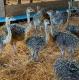 Healthy Ostrich Chicks and other exotic birds available